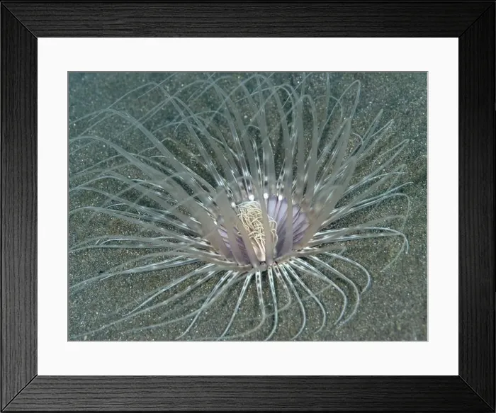 Framed Print : Large filigree cylinder rose (Cerianthus filiformis) with long tentacles on sandy seabed Framed Print : Large filigree cylinder rose (Cerianthus filiformis) with long tentacles on sandy seabed