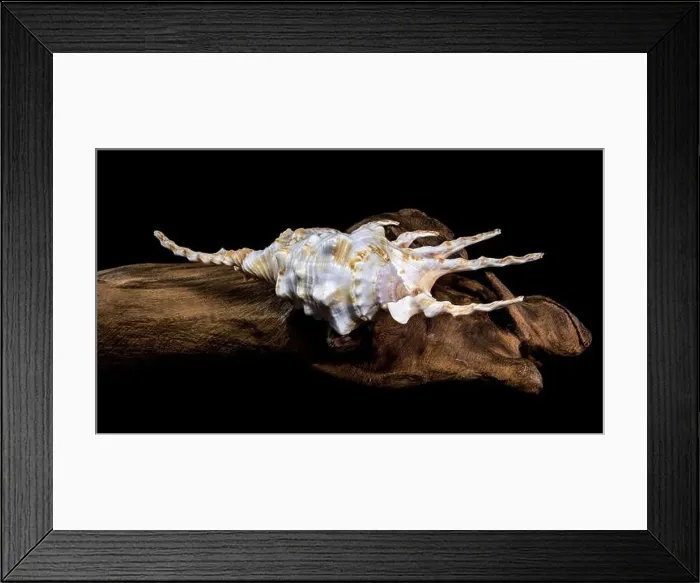 Framed Print : Close-up of a Lambis scorpio or scorpion conch shell with intricate spines Framed Print : Close-up of a Lambis scorpio or scorpion conch shell with intricate spines