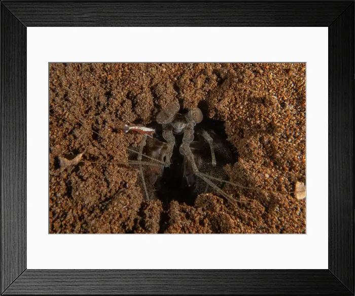 Framed Print : long-legged spider crab in the Sea of the Philippines Framed Print : long-legged spider crab in the Sea of the Philippines