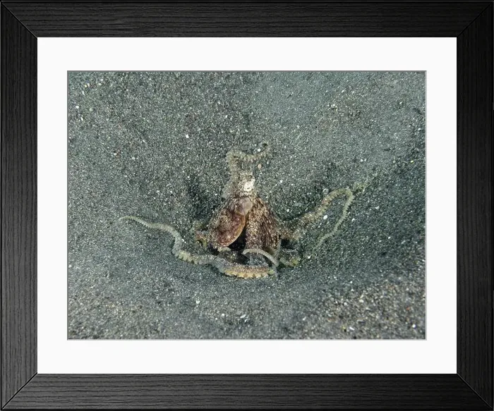 Framed Print : Camouflaged Marbled Octopus (Amphioctopus aegina) on sandy seabed in relaxed position Framed Print : Camouflaged Marbled Octopus (Amphioctopus aegina) on sandy seabed in relaxed position