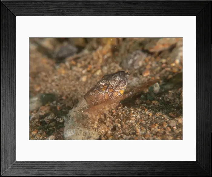 Framed Print : Fish swim in the Sea of the Philippines Framed Print : Fish swim in the Sea of the Philippines