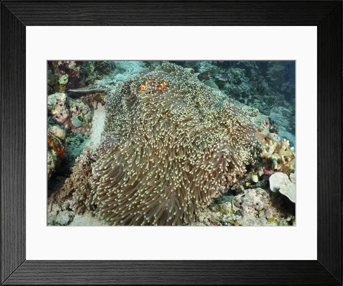 Framed Print : Ocellaris Clownfish (Amphiprion ocellaris)