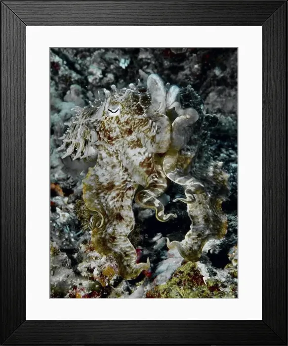 Framed Print : Well camouflaged broad-armed sepia (Sepia latimanus), dive site Close Encounters, Permuteran, Bali, Indonesia, Asia Framed Print : Well camouflaged broad-armed sepia (Sepia latimanus), dive site Close Encounters, Permuteran, Bali, Indonesia, Asia