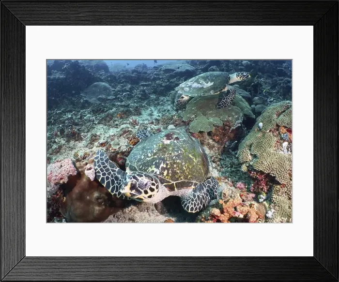 Framed Print : Two Pacific Hawksbill sea turtles (Eretmochelys imbricata bissa) on a coral reef Framed Print : Two Pacific Hawksbill sea turtles (Eretmochelys imbricata bissa) on a coral reef