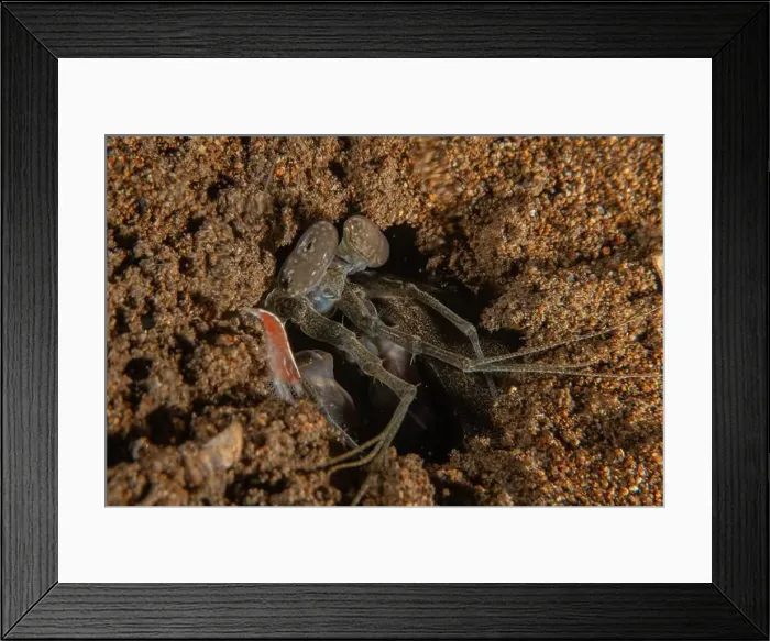 Framed Print : long-legged spider crab in the Sea of the Philippines Framed Print : long-legged spider crab in the Sea of the Philippines