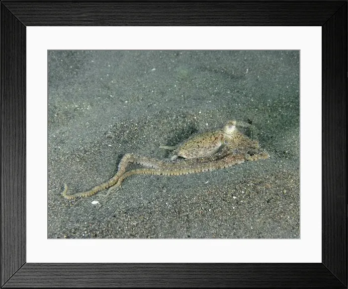 Framed Print : Marbled octopus (Amphioctopus aegina) camouflaged on dark sandy bottom in the sea Framed Print : Marbled octopus (Amphioctopus aegina) camouflaged on dark sandy bottom in the sea