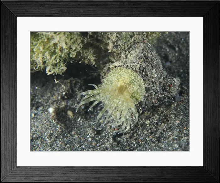 Framed Print : A green-yellow McMurrich's sea anemone (Boloceroides mcmurrichi) on the seabed Framed Print : A green-yellow McMurrich's sea anemone (Boloceroides mcmurrichi) on the seabed