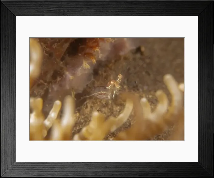 Framed Print : long-legged spider crab in the Sea of the Philippines Framed Print : long-legged spider crab in the Sea of the Philippines