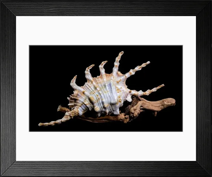 Framed Print : Close-up of a Lambis scorpio or scorpion conch shell with intricate spines Framed Print : Close-up of a Lambis scorpio or scorpion conch shell with intricate spines