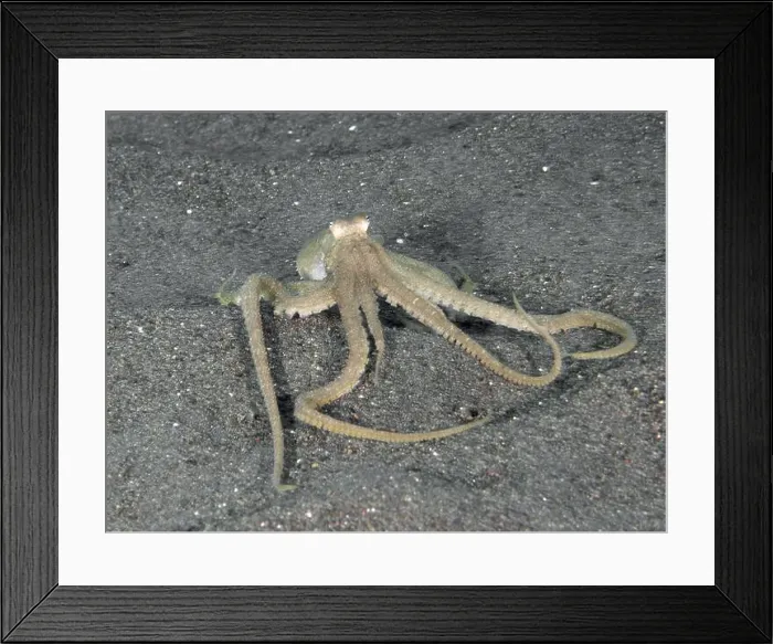 Framed Print : A marbled octopus (Amphioctopus aegina) moves across a sandy seabed Framed Print : A marbled octopus (Amphioctopus aegina) moves across a sandy seabed