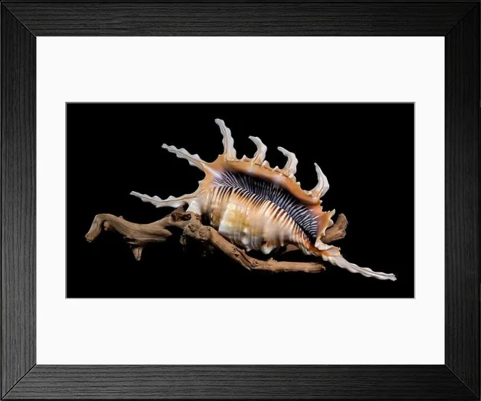 Framed Print : Close-up of a Lambis scorpio or scorpion conch shell with intricate spines Framed Print : Close-up of a Lambis scorpio or scorpion conch shell with intricate spines