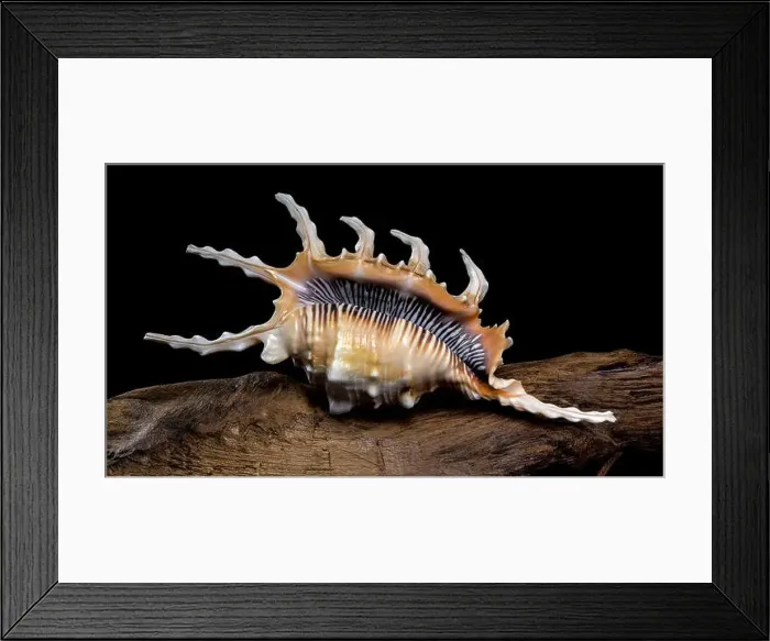Framed Print : Close-up of a Lambis scorpio or scorpion conch shell with intricate spines Framed Print : Close-up of a Lambis scorpio or scorpion conch shell with intricate spines