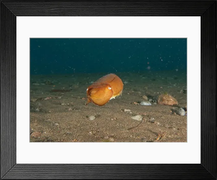Framed Print : Common Cuttlefish in the Sea of the Philippines Framed Print : Common Cuttlefish in the Sea of the Philippines