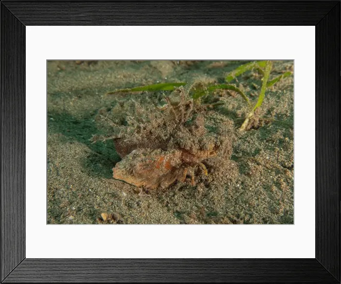 Framed Print : long-legged spider crab in the Sea of the Philippines Framed Print : long-legged spider crab in the Sea of the Philippines