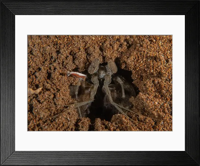 Framed Print : long-legged spider crab in the Sea of the Philippines Framed Print : long-legged spider crab in the Sea of the Philippines
