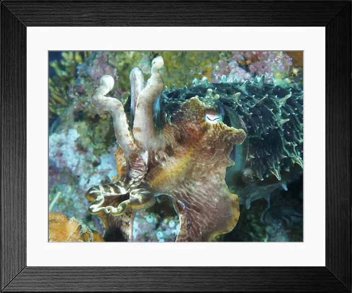 Framed Print : Close-up of a colourful broad-armed sepia (Sepia latimanus) in a coral-rich environment Framed Print : Close-up of a colourful broad-armed sepia (Sepia latimanus) in a coral-rich environment