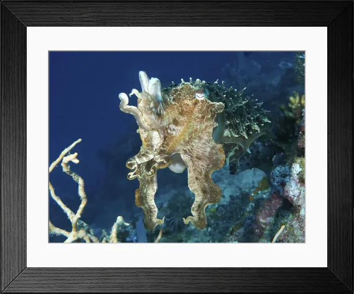 Framed Print : Broad-armed sepia (Sepia latimanus) swimming near a coral reef in blue water Framed Print : Broad-armed sepia (Sepia latimanus) swimming near a coral reef in blue water