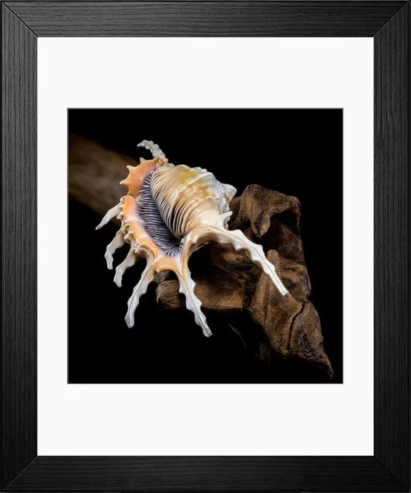 Framed Print : Close-up of a Lambis scorpio or scorpion conch shell with intricate spines Framed Print : Close-up of a Lambis scorpio or scorpion conch shell with intricate spines