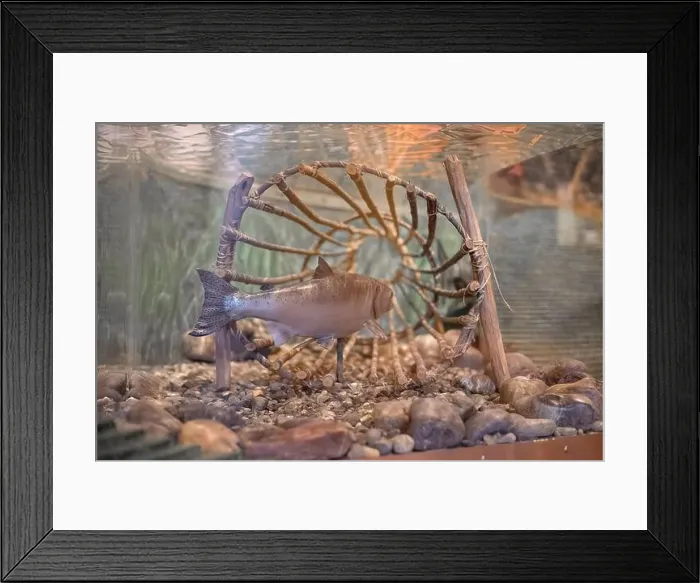 Framed Print : Sturgeon swimming near a wooden wheel in a clear tank, suitable for aquatic life documentaries and educational displays Framed Print : Sturgeon swimming near a wooden wheel in a clear tank, suitable for aquatic life documentaries and educational displays