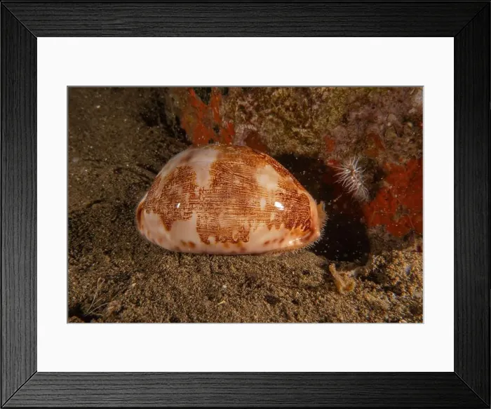 Framed Print : Conus Textile On the seabed in the Red Sea, Eilat Israel Framed Print : Conus Textile On the seabed in the Red Sea, Eilat Israel
