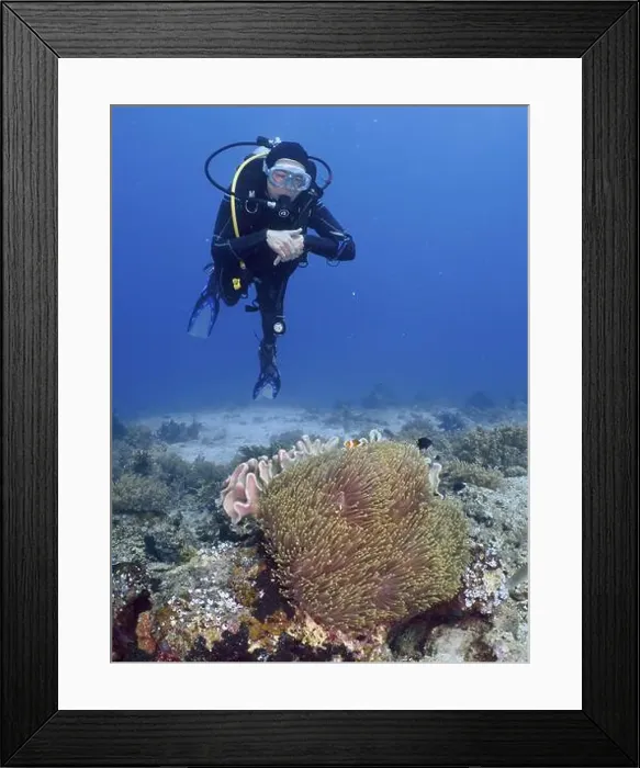 Framed Print : A diver floats above a coral reef with sea anemones and clownfish Framed Print : A diver floats above a coral reef with sea anemones and clownfish