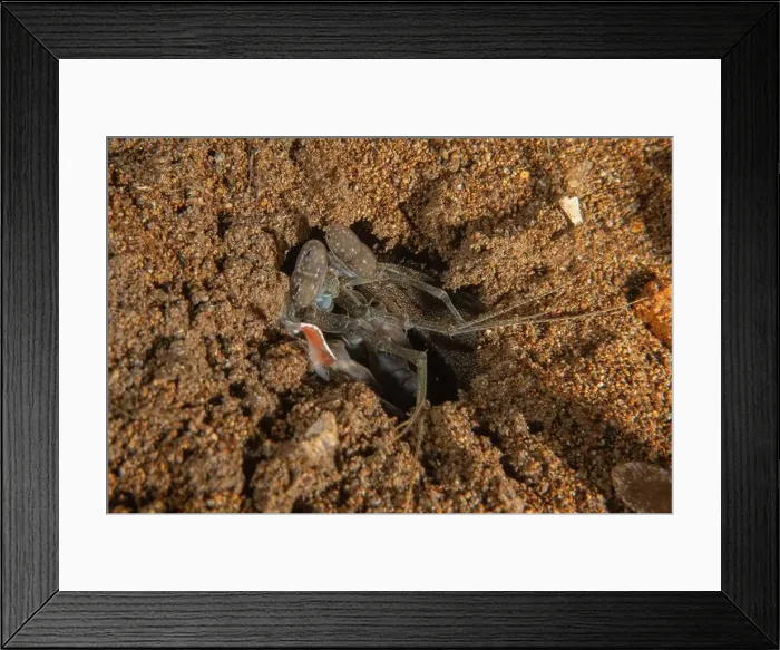 Framed Print : long-legged spider crab in the Sea of the Philippines Framed Print : long-legged spider crab in the Sea of the Philippines