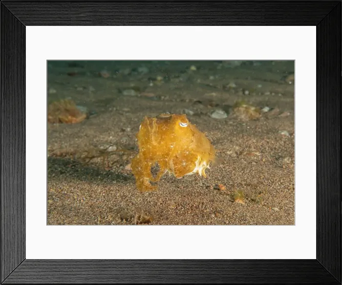 Framed Print : Common Cuttlefish in the Sea of the Philippines Framed Print : Common Cuttlefish in the Sea of the Philippines