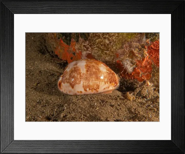 Framed Print : Conus Textile On the seabed in the Red Sea, Eilat Israel