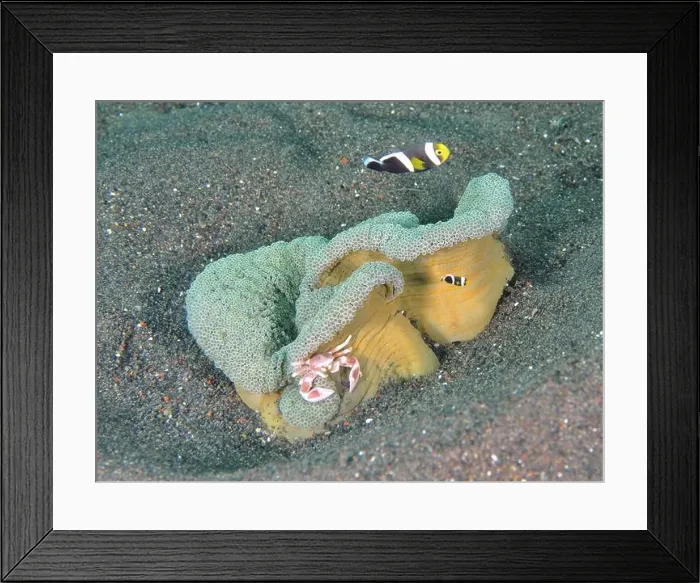 Framed Print : Clownfish swimming near Haddon's carpet anemone (Stichodactyla haddoni) on sandy seabed Framed Print : Clownfish swimming near Haddon's carpet anemone (Stichodactyla haddoni) on sandy seabed