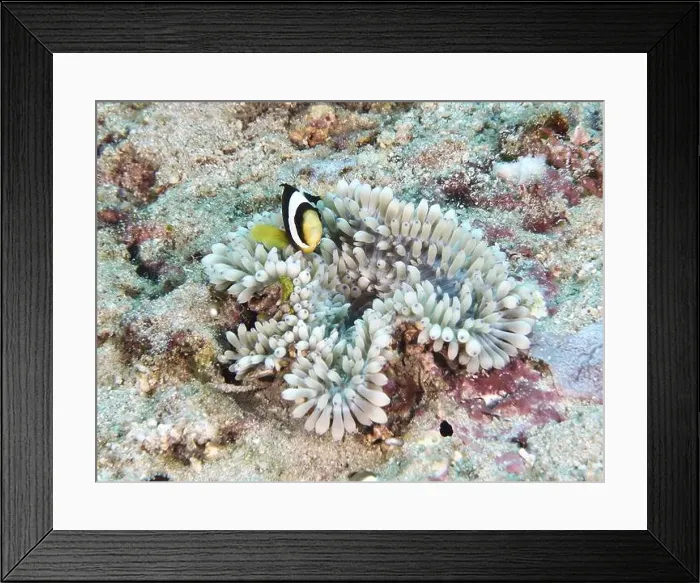 Framed Print : Small clownfish hiding in a whitish leather anemone (Radianthus crispa) in the reef Framed Print : Small clownfish hiding in a whitish leather anemone (Radianthus crispa) in the reef