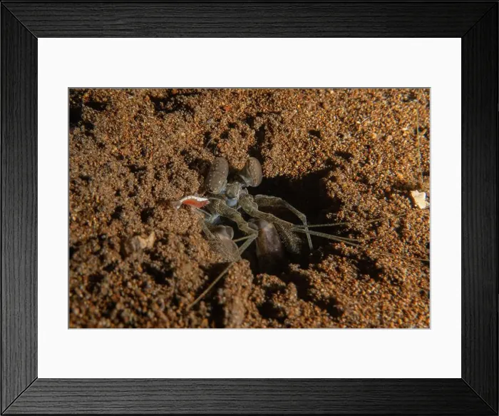 Framed Print : long-legged spider crab in the Sea of the Philippines Framed Print : long-legged spider crab in the Sea of the Philippines