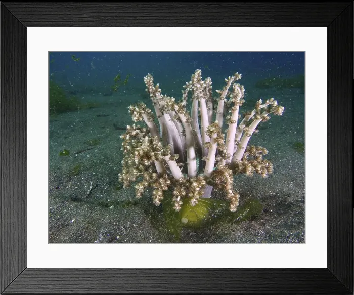 Framed Print : Underwater photo of tree anemone Framed Print : Underwater photo of tree anemone