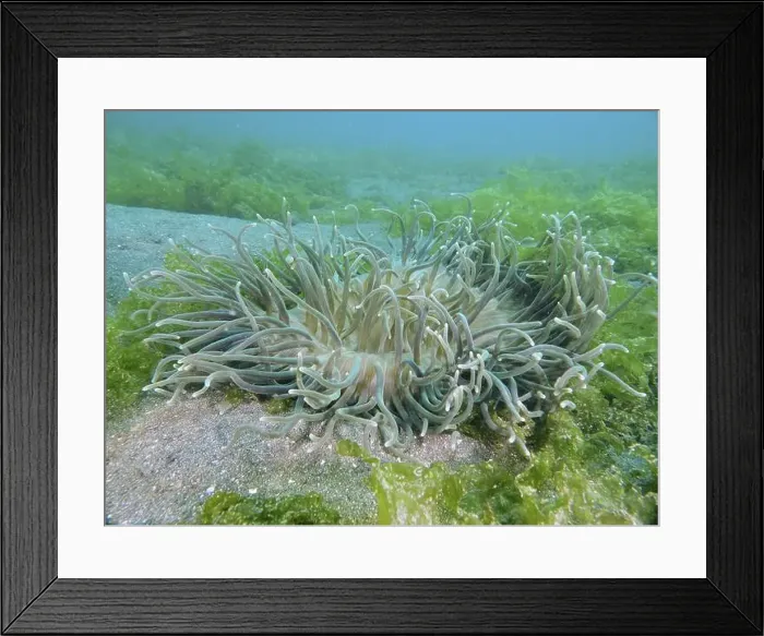 Framed Print : Large corkscrew anemone (Macrodactyla doreensis) with long tentacles on sandy seabed surrounded by algae Framed Print : Large corkscrew anemone (Macrodactyla doreensis) with long tentacles on sandy seabed surrounded by algae