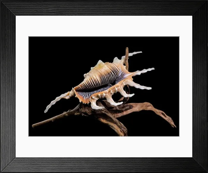Framed Print : Close-up of a Lambis scorpio or scorpion conch shell with intricate spines Framed Print : Close-up of a Lambis scorpio or scorpion conch shell with intricate spines
