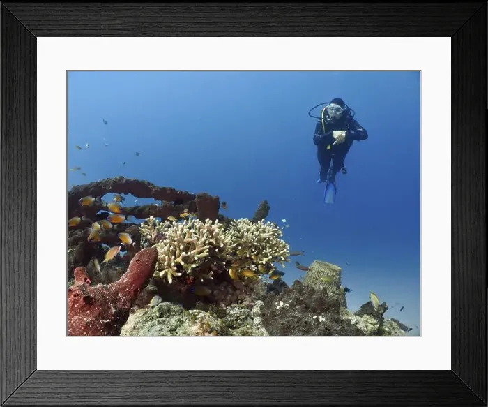 Framed Print : A diver swims past a shipwreck teeming with fish and coral Framed Print : A diver swims past a shipwreck teeming with fish and coral