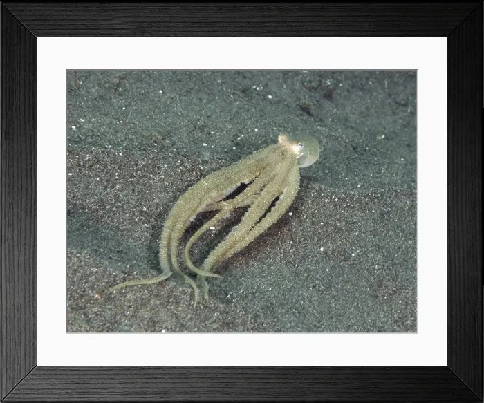 Framed Print : A marbled octopus (Amphioctopus aegina) swimming stretched out over a sandy seabed Framed Print : A marbled octopus (Amphioctopus aegina) swimming stretched out over a sandy seabed