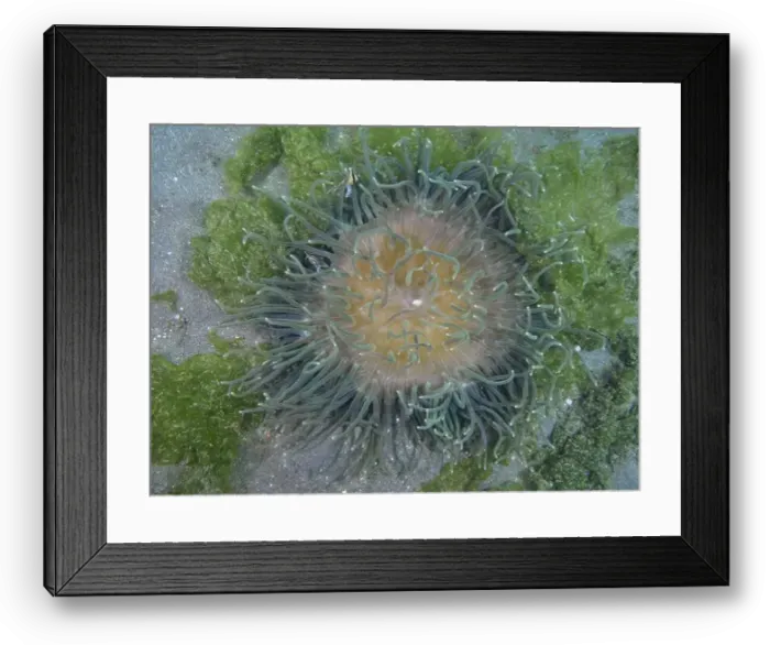 Framed Print : Corkscrew anemone (Macrodactyla doreensis) with green tentacles and orange centre on sandy seabed Framed Print : Corkscrew anemone (Macrodactyla doreensis) with green tentacles and orange centre on sandy seabed
