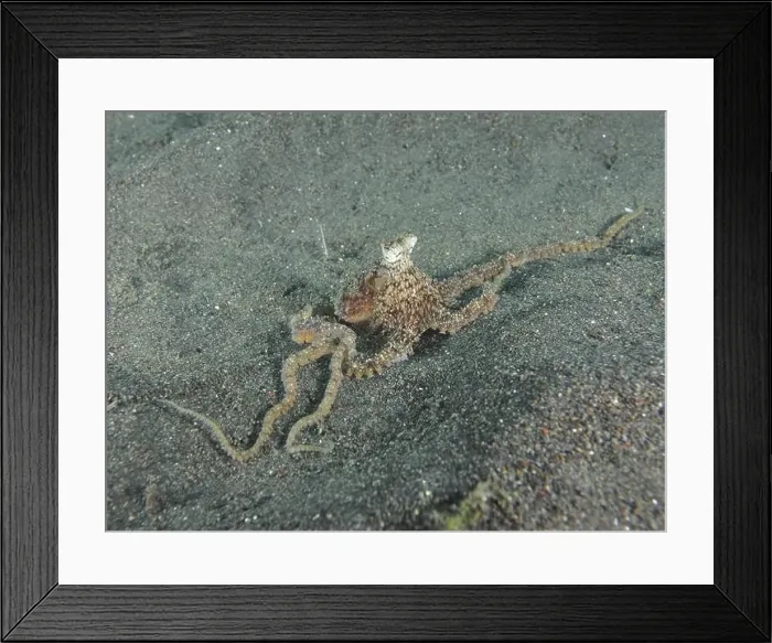 Framed Print : A marbled octopus (Amphioctopus aegina) crawls across the sandy seabed Framed Print : A marbled octopus (Amphioctopus aegina) crawls across the sandy seabed
