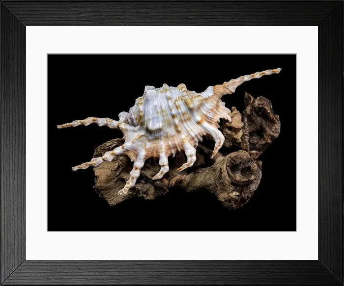 Framed Print : Close-up of a Lambis scorpio or scorpion conch shell with intricate spines Framed Print : Close-up of a Lambis scorpio or scorpion conch shell with intricate spines