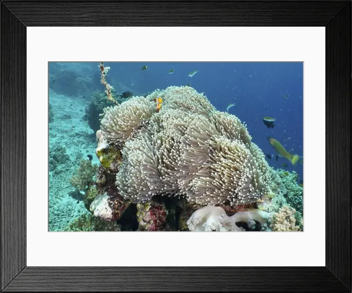 Framed Print : A Ocellaris Clownfish (Amphiprion ocellaris) Framed Print : A Ocellaris Clownfish (Amphiprion ocellaris)