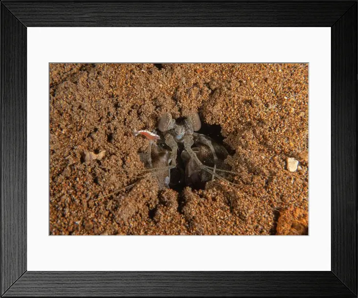 Framed Print : long-legged spider crab in the Sea of the Philippines Framed Print : long-legged spider crab in the Sea of the Philippines