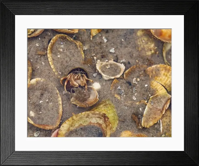 Framed Print : Common marine hermit crab, Pagurus bernhardus, fighting with prey in pool at low tide in Wadden Sea, Germany Framed Print : Common marine hermit crab, Pagurus bernhardus, fighting with prey in pool at low tide in Wadden Sea, Germany