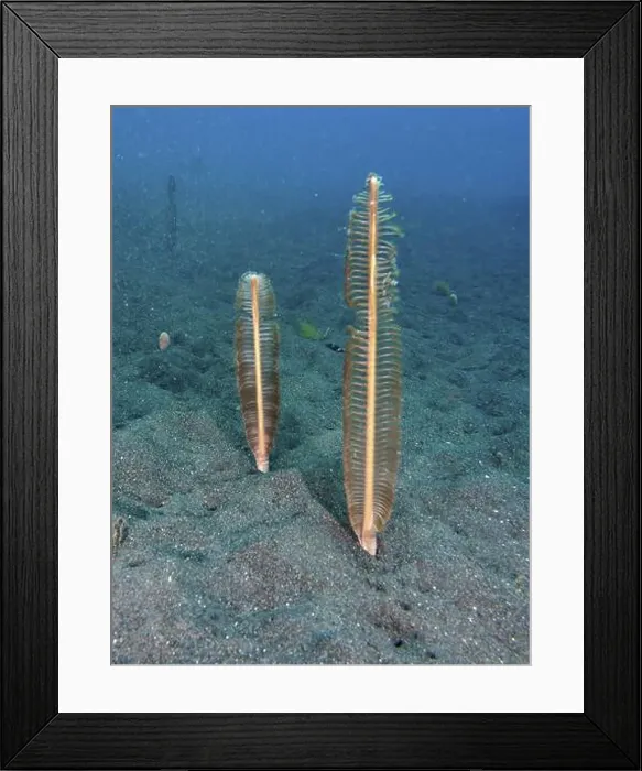 Framed Print : Two sea feathers (Virgularia) standing upright on the sandy seabed, dive site Puri Jati, Umeanyar, Bali, Indonesia, Asia Framed Print : Two sea feathers (Virgularia) standing upright on the sandy seabed, dive site Puri Jati, Umeanyar, Bali, Indonesia, Asia