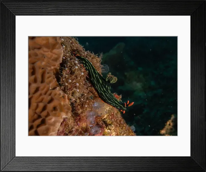 Framed Print : Sea slug in the Sea of the Philippines