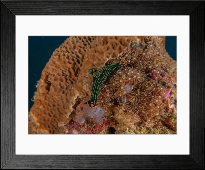 Framed Print : Sea slug in the Sea of the Philippines Framed Print : Sea slug in the Sea of the Philippines