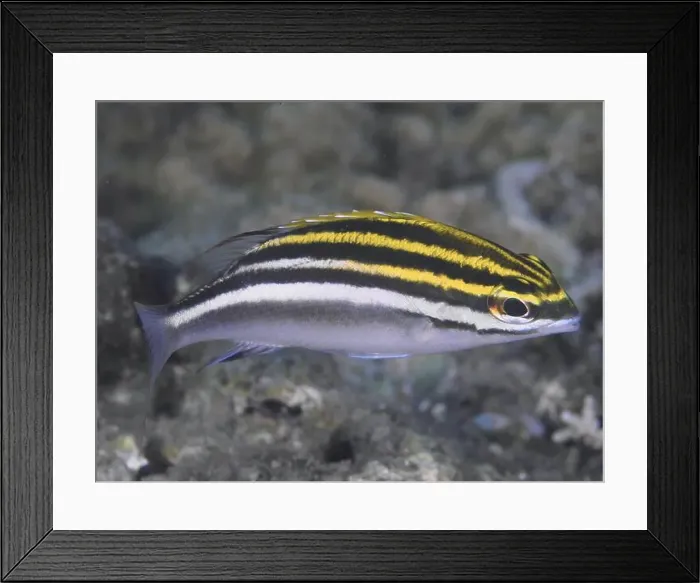 Framed Print : Yellow and black striped juvenile sash snapper (Scolopsis bilineata) swimming elegantly over the seabed Framed Print : Yellow and black striped juvenile sash snapper (Scolopsis bilineata) swimming elegantly over the seabed