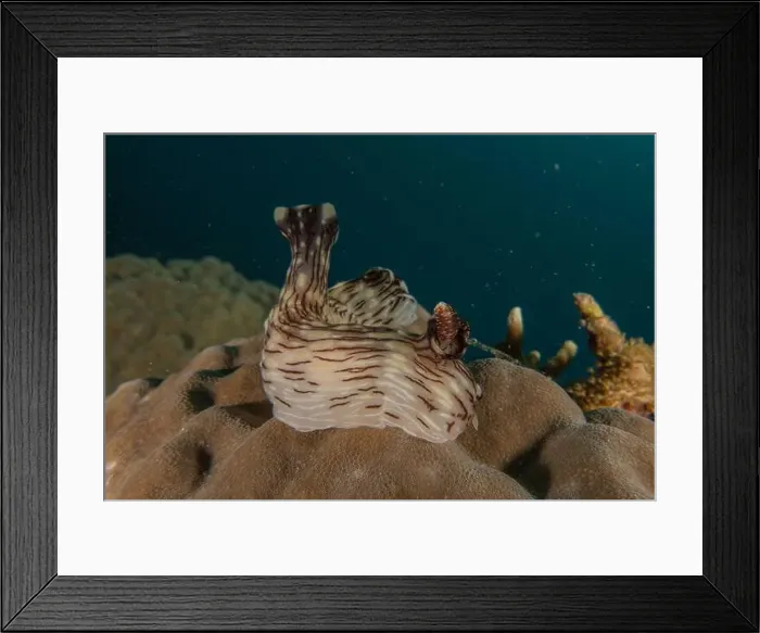 Framed Print : Sea slug in the Sea of the Philippines Framed Print : Sea slug in the Sea of the Philippines