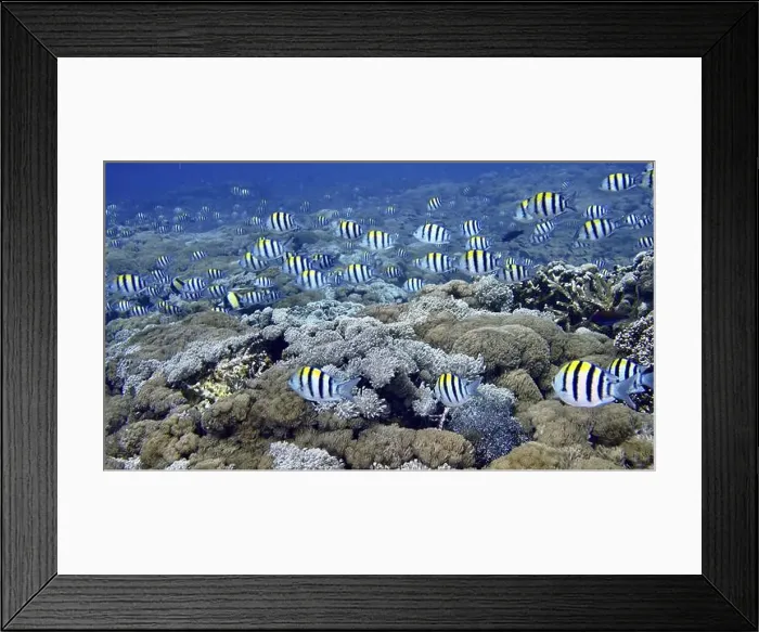 Framed Print : Many striped fish, Indo-Pacific sergeant (Abudefduf vaigiensis) Framed Print : Many striped fish, Indo-Pacific sergeant (Abudefduf vaigiensis)
