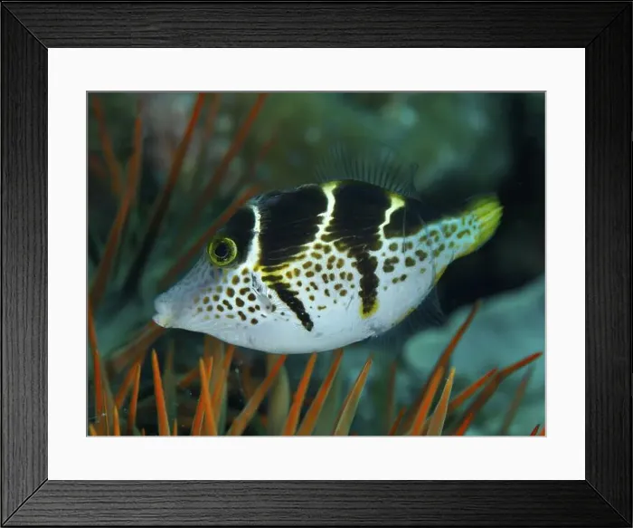Framed Print : A black and white spotted mimicry filefish (Paraluteres prionurus) Framed Print : A black and white spotted mimicry filefish (Paraluteres prionurus)