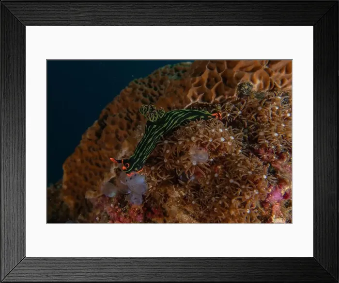 Framed Print : Sea slug in the Sea of the Philippines Framed Print : Sea slug in the Sea of the Philippines